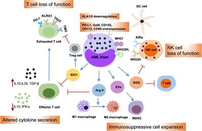 Therapeutic targeting of PARP with immunotherapy in acute myeloid leukemia